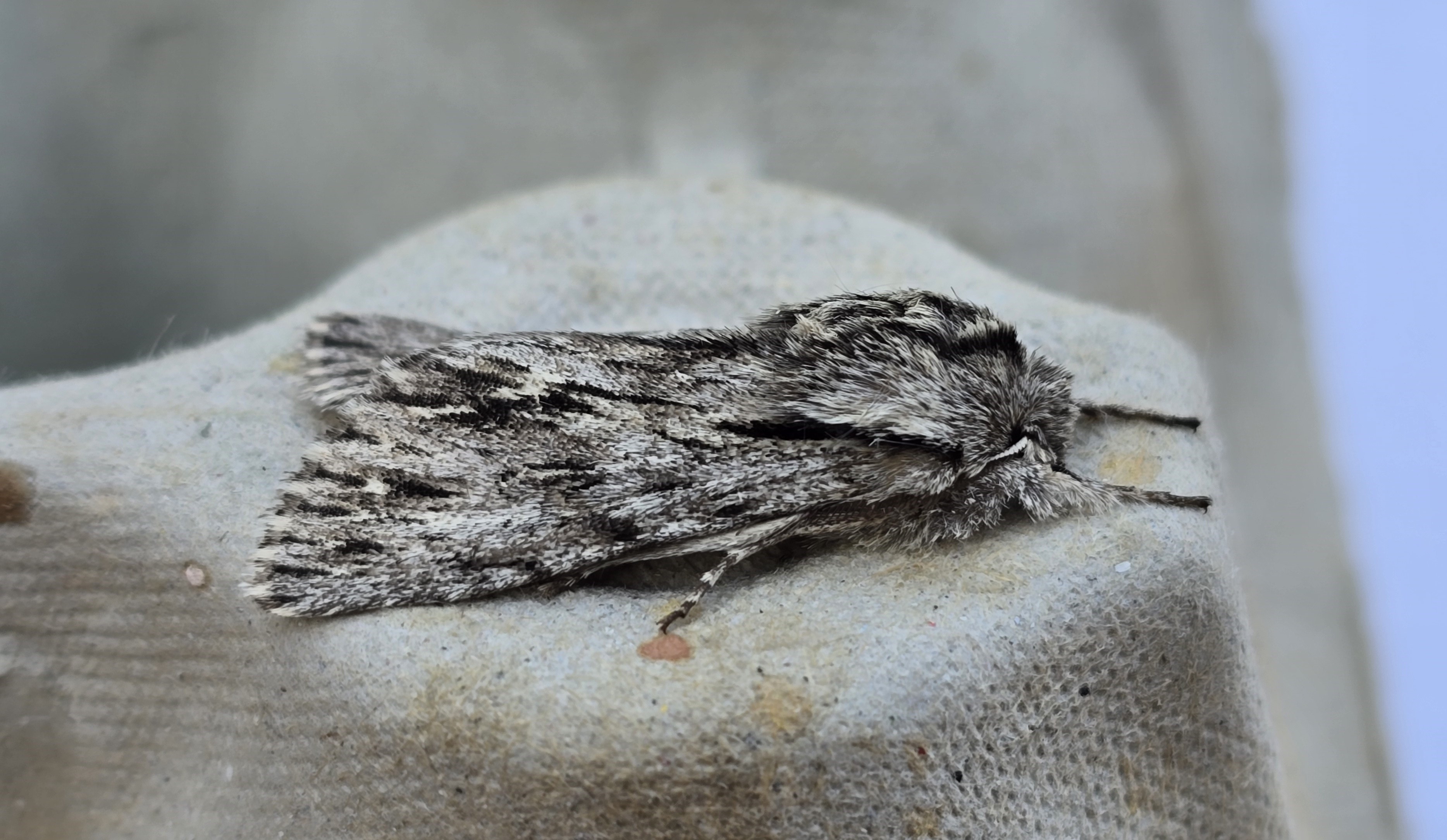 Photo of Sprawler (Asteroscopus sphinx)